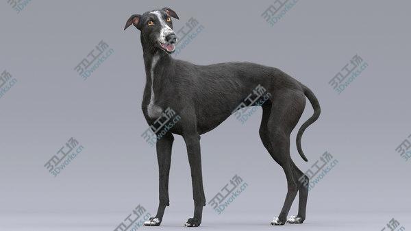 images/goods_img/20210312/3D Greyhound (3) (Fur) (Rigged)/4.jpg